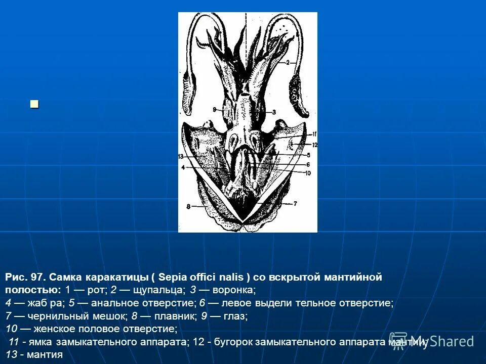 Имеет чернильный мешок в мантийной полости