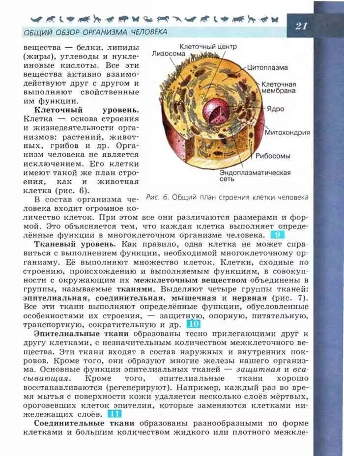 Биология 8 pdf. Строение клетки 8 класс учебник биология Пасечник. Учебник по биологии 8 класс Пасечник про клетки. Строение клетки биология 9 класс Пасечник учебник. Строение клетки человека биология 8 класс Пасечник.