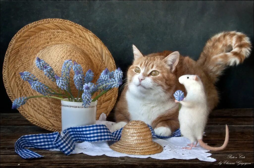 День кошек прикол. Натюрморт с рыжим котом. Натюрморт с кошкой. Натюрморты с котиками. Всемирный день кошек.