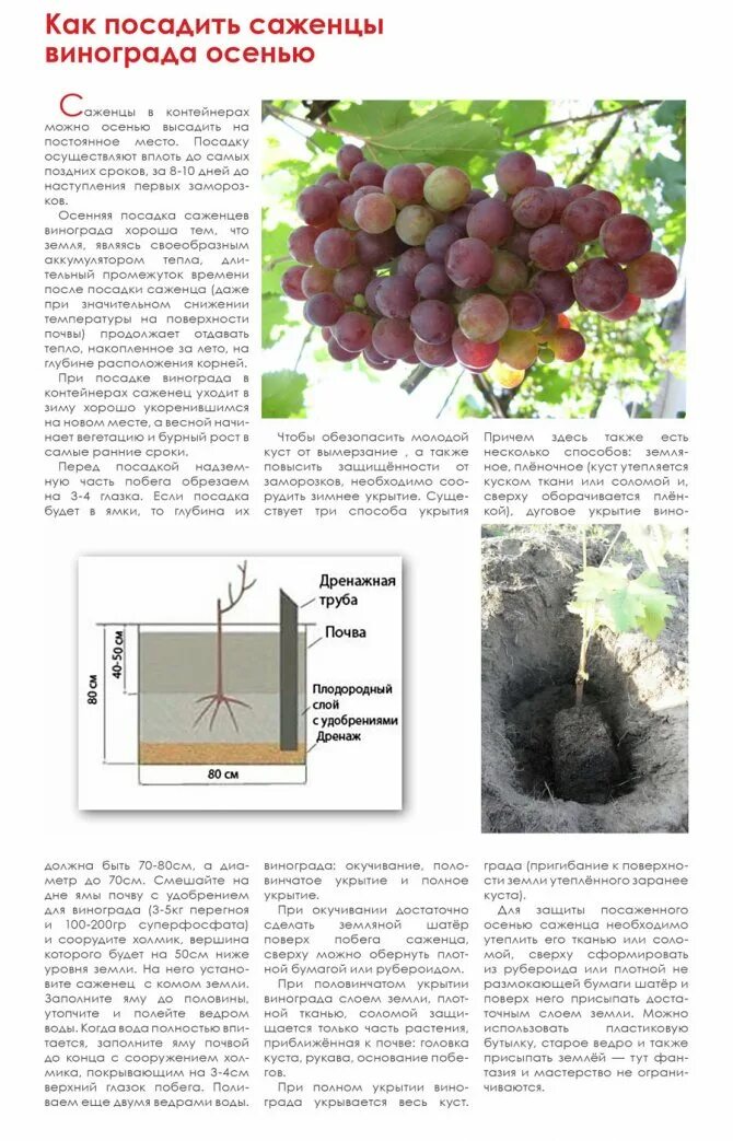 Высадка винограда весной. Посадка винограда весной саженцами в открытый грунт в средней полосе. Посадка винограда весной саженцами. Правильная посадка винограда весной. Виноград как садить в грунт.