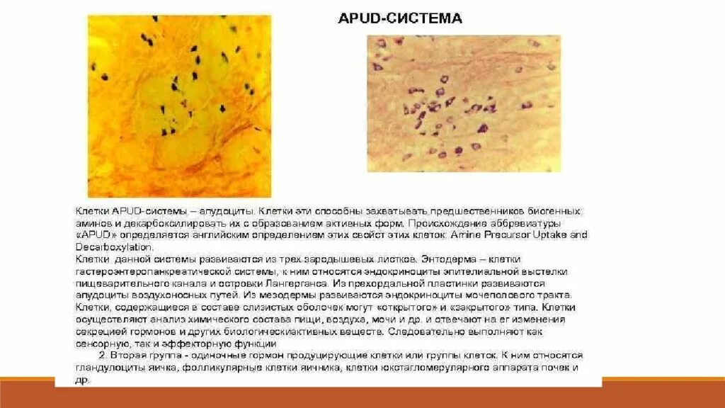 Апуд система гистология. Клетки апуд системы гистология. эндокриноциты апуд системы. apud система гистология. эндокринные клетки apud системы.