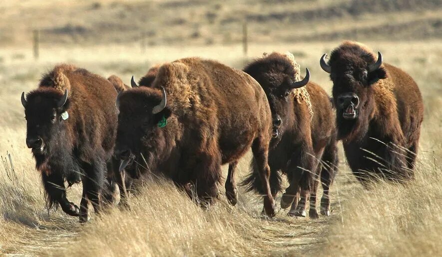 Бизон зона. Бизоны в Северной Америке. Прерии Америки Бизон. Yellowstone Buffalo Herd. Дикие бизоны Америки стадо.