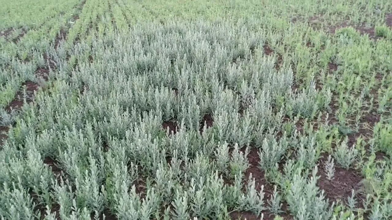 Горчак розовый фото Карантин по горчаку ползучему в Калмыкии
