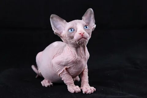 Котята сфинксы москва