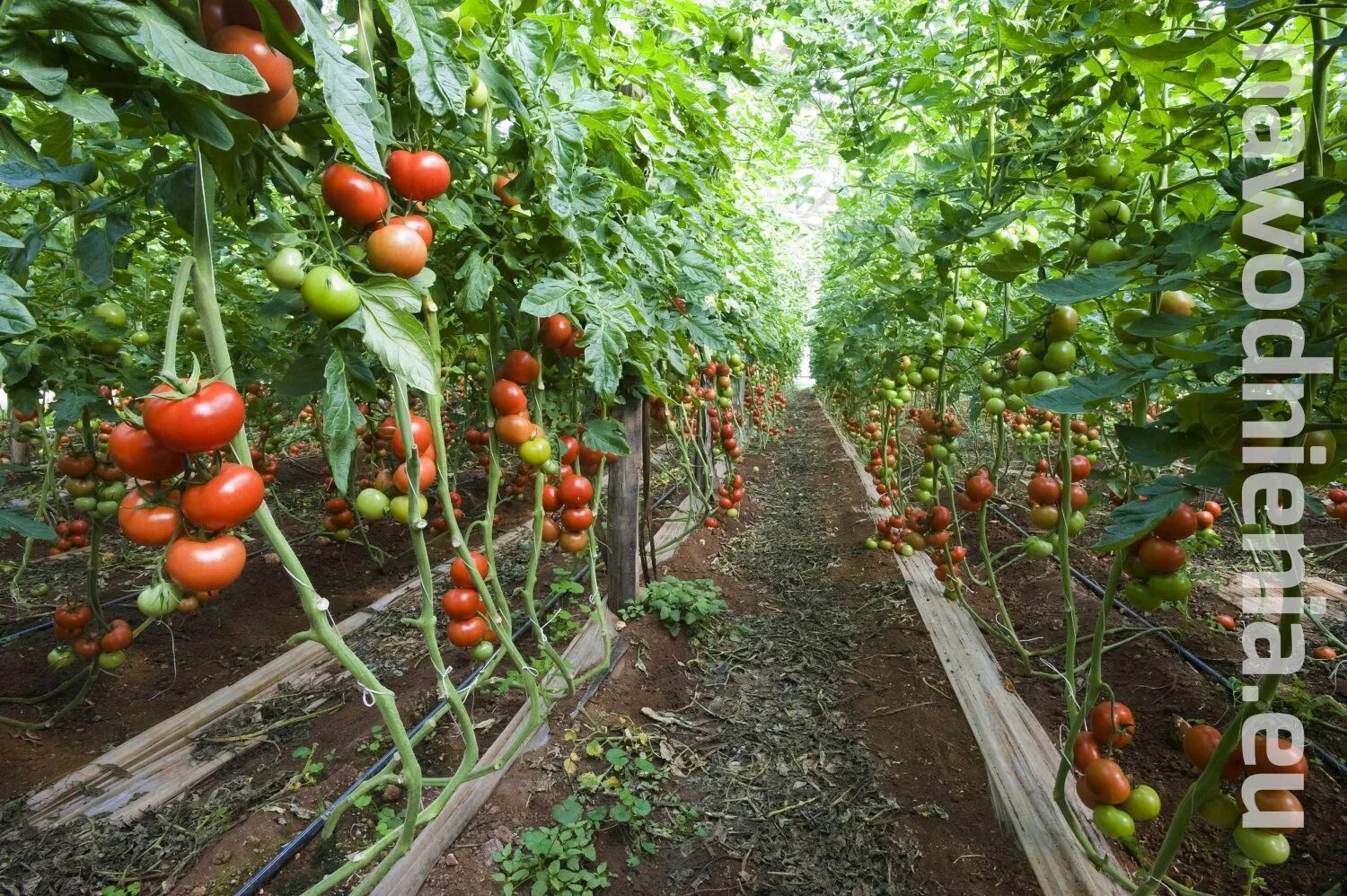 Рост томатов. Проросток томата. Фазы сои bbch. Помидоры красные не вкусные. Рост томатов.