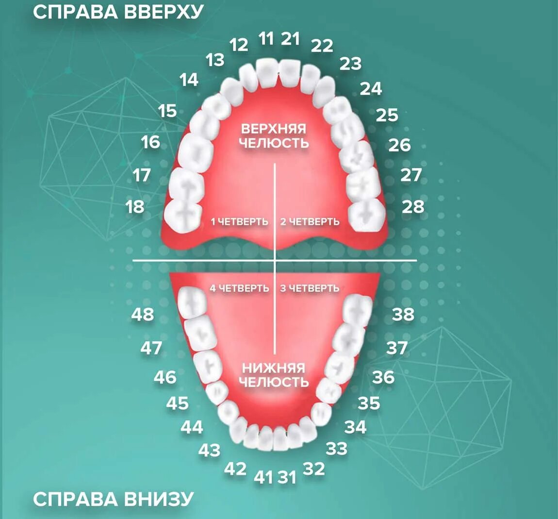 Как узнать какой зуб. Нумерация зубов в стоматологии схема у взрослых. Нумерация зубов нижней челюсти. Зубы нижняя челюсть нумерация зубов. Схема зубов человека с нумерацией стоматологии.