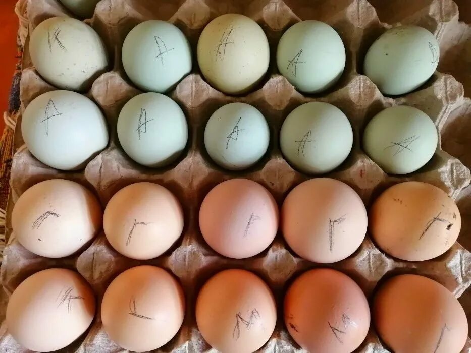 Инкубационное яйцо. Инкубационное яйцо голубые. Инкубаторские яйца. Инкубационные яйца голубей. Куплю инкубационное яйцо доминанта