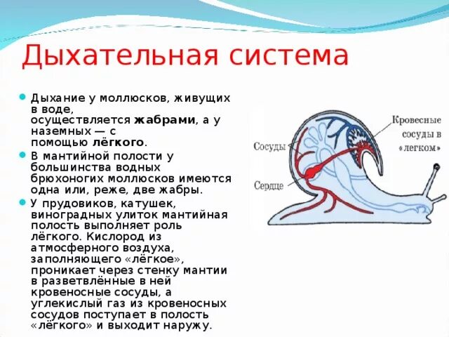 Дыхательная система большого прудовика. Класс брюхоногие дыхательная система. Система дыхания моллюсков. Брюхоногие моллюски дыхание. Органы дыхания прудовика