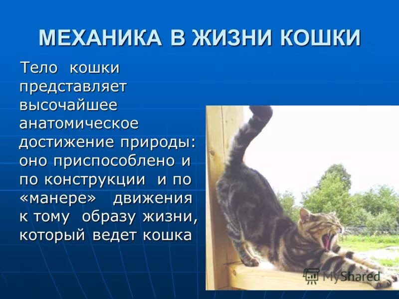 животные и продолжительность жизни.