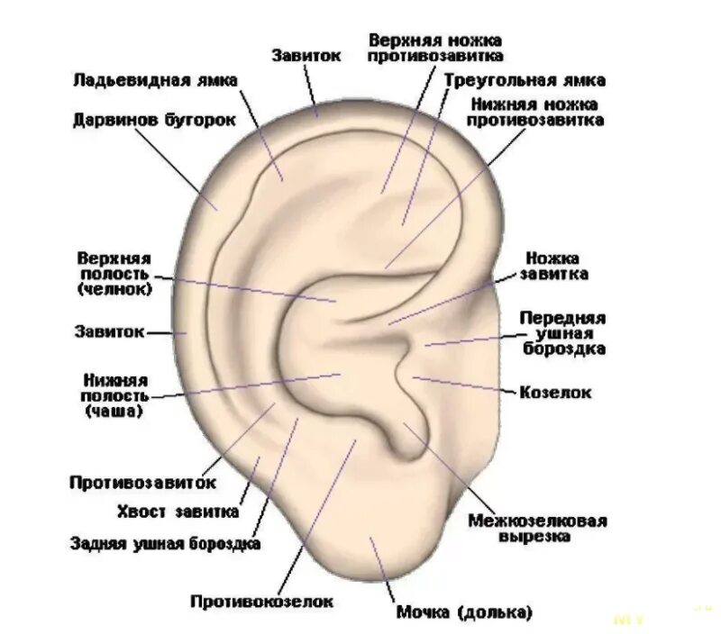 Ушная раковина какой отдел. Строение наружного уха человека схема. Строение уха человека козелок уха. Строение уха человека козелок. Строение раковины уха человека схема.