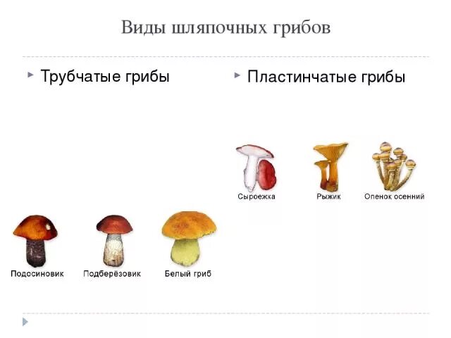 Грибы Шляпочные и трубчатые. Шляпочные грибы трубчатые и пластинчатые. Трубчатые и пластинчатые грибы. Подберёзовик трубчатый или гриб. Признаки шляпочных пластинчатых грибов
