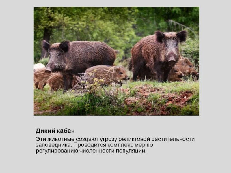 Регулирование численности кабана. Лесной кабан. Кабаны стадо. Популяция кабанов в заповеднике увеличивается. Оценка плотности популяции лося.