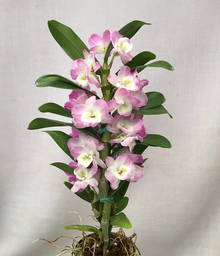 Орхидея дендробиум как ухаживать. Орхидея dendrobium nobile. Орхидея дендробиум микс. Орхидея дегдробиум набухла. Орхидея дендробиум нобиле.