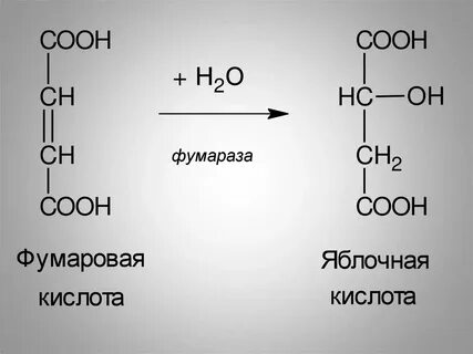L яблочная кислота