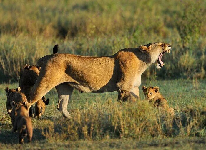 Dramatic Photos Of Lion Hunt A Wildebeest Wildebeest, Lions photos, Animal photo