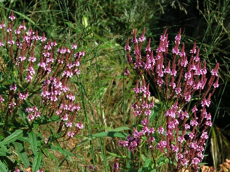 Вербена hastata. Вербена копьевидная. Verbena hastata Вербена копьевидная. Вербена копьевидная - Verbena hastata rosea.