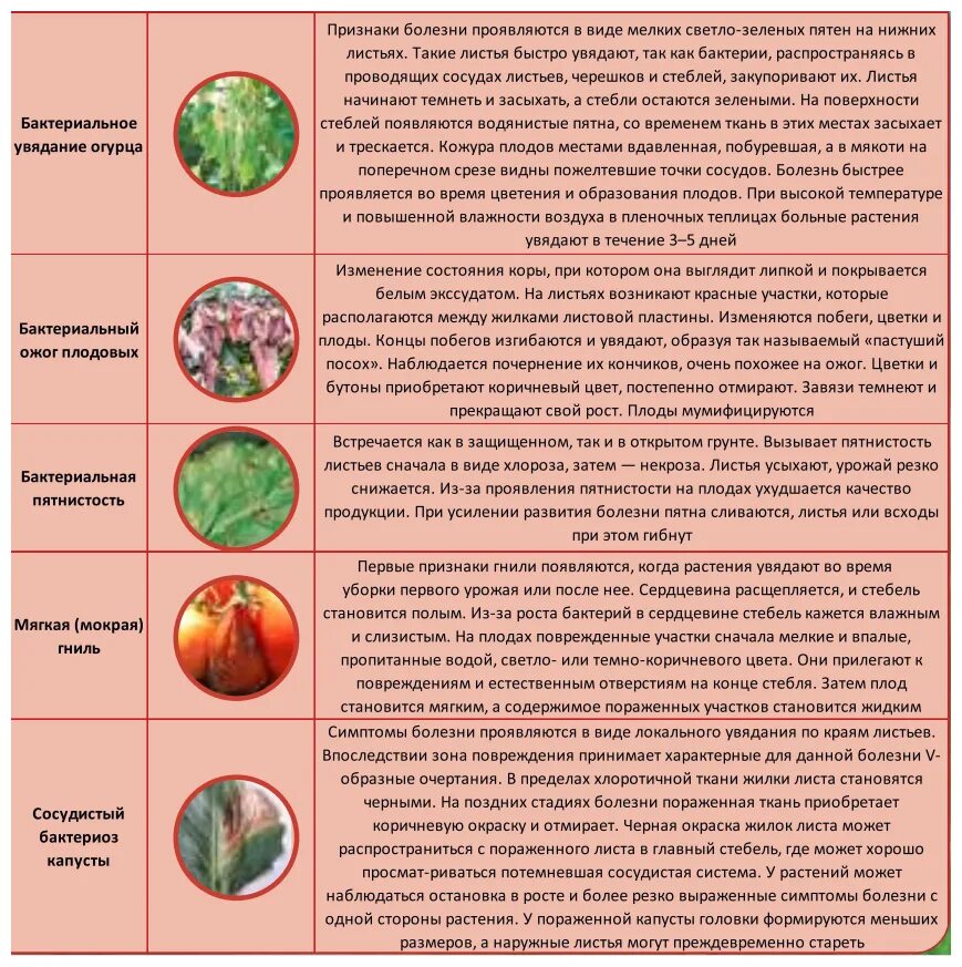 Фунгицид Фитолавин фармбиомед. Фитолавин ВРК 100мл. PHARMBIOMED фунгицид Фитолавин ВРК. Фитолавин от чёрной гнили. Фитолавин инструкция по применению