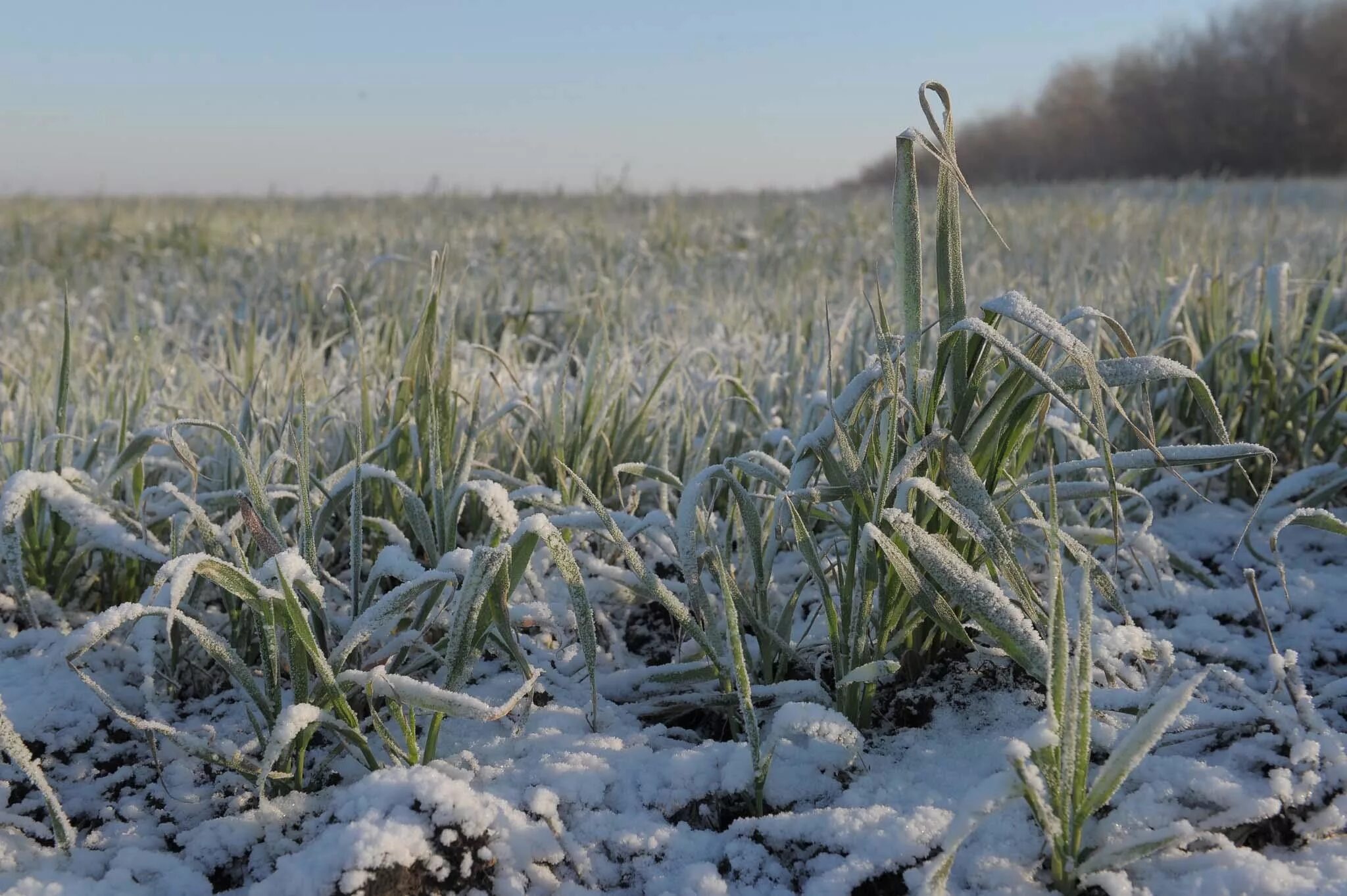 Озимые виды. Вымерзание озимой пшеницы. Озимые культуры. Озимые зерновые культуры. Озимые под снегом.
