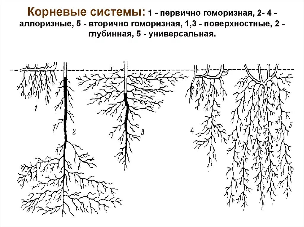 Сложная корневая система. Типы корневых систем гоморизная. Гоморищная и аллоиизная клрневая системы. Вторично гоморизная корневая система. Типы корневой системы аллоризная.