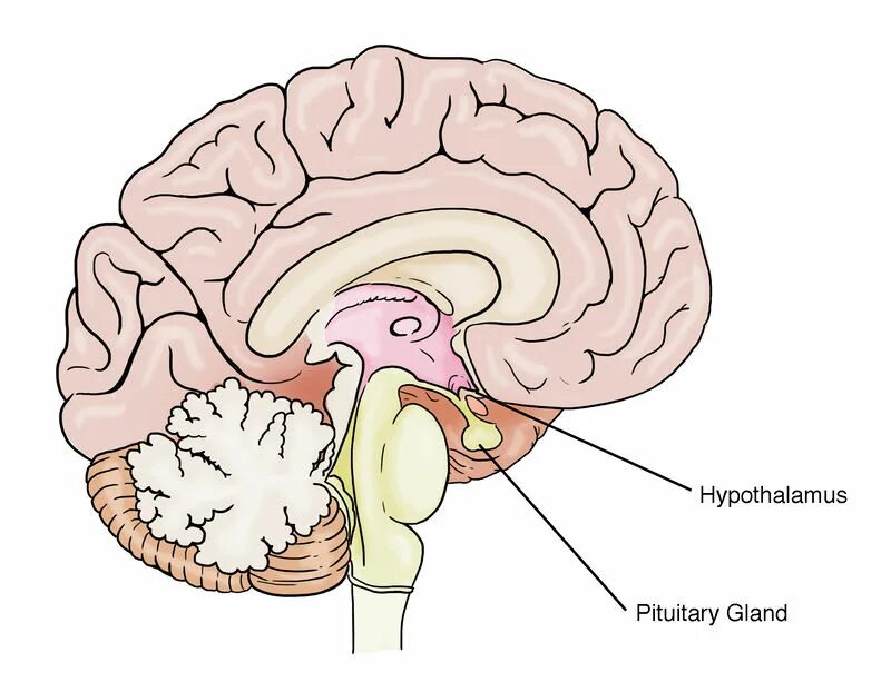Гипофиз мозга. Гипоталамус гипофиз и гипоталамус. Гипоталамус т гипофиз. Головной мозг гипоталамус гипофиз. Гипофиз передний мозг