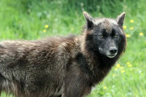 Американский вульф