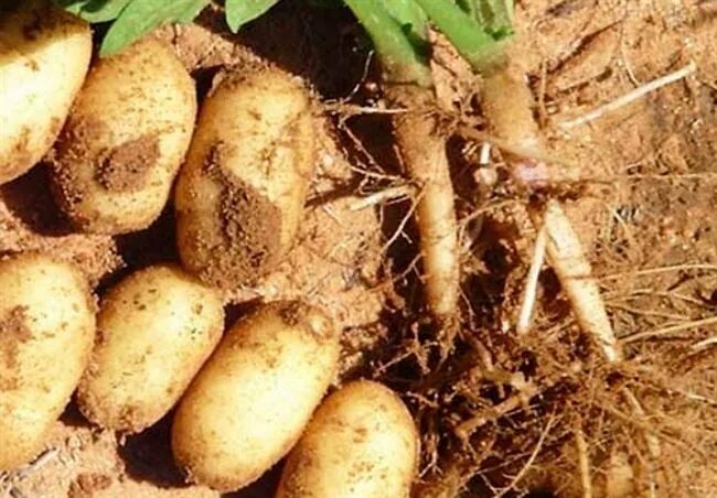 Сорта для песчаных почв. Сорт картошки фреско. картошка на грядке. почва для картофеля. сорт картофеля для песчаной почвы.