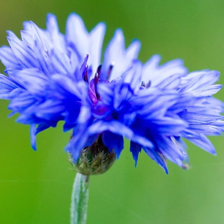 поле с васильками. василек обыкновенный. василёк восточный. василек голубой centaurea cyanus. записать васильки.