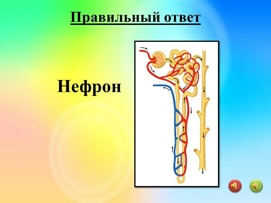 Нефрон почки. Строение нефрона почки. Строение нефрона 8 класс. Капсула нефрона. Моча из капсулы нефрона поступает