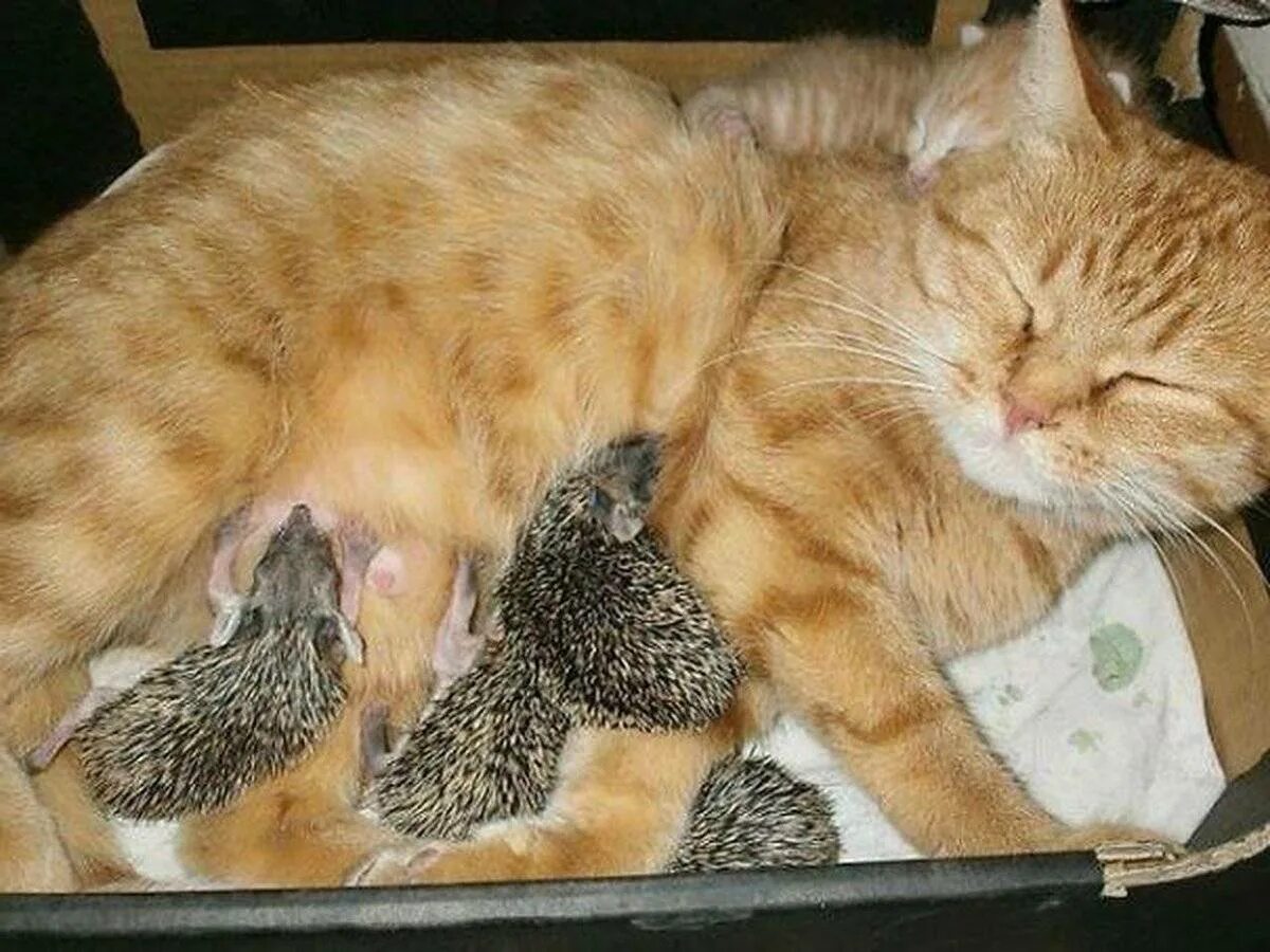 Почему кошка не принимает котенка. Ёжкин кот. кошка и ежата. кошка выкормила ежат. кормящая кошка.
