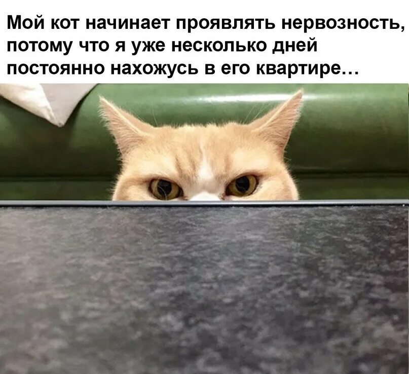 Кот интроверт. Сердитый кот коюки. Кот интроверт. Яков коган soba4ki. Коты на самоизоляции приколы.