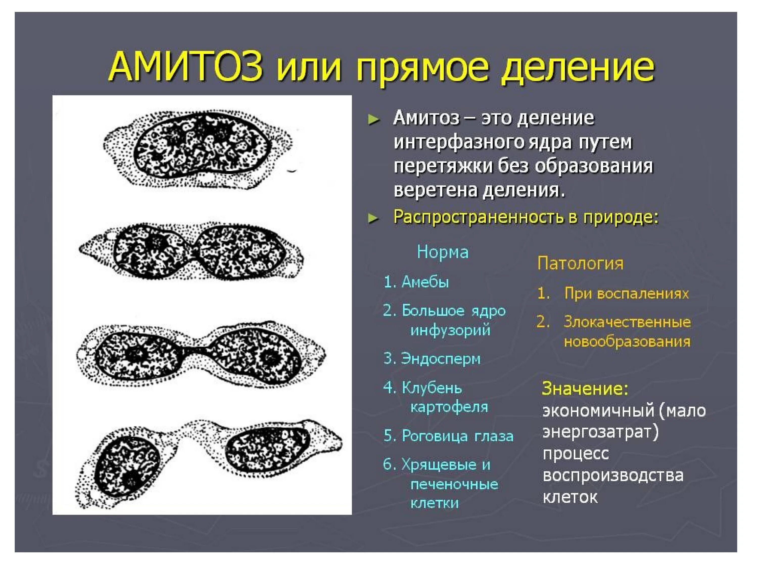 Клеточная перетяжка у каких клеток. Деление клетки амитоз. Деление клетки амитоз схема. Амитоз схема деления. Деление раковых клеток амитоз.