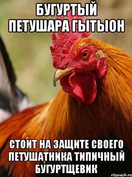 Английская красношапочная порода кур. Петушара. Мем ты петушара. Ты на кого батон крошишь. Лошара петушара.