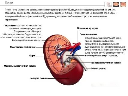 Почечная капсула образована