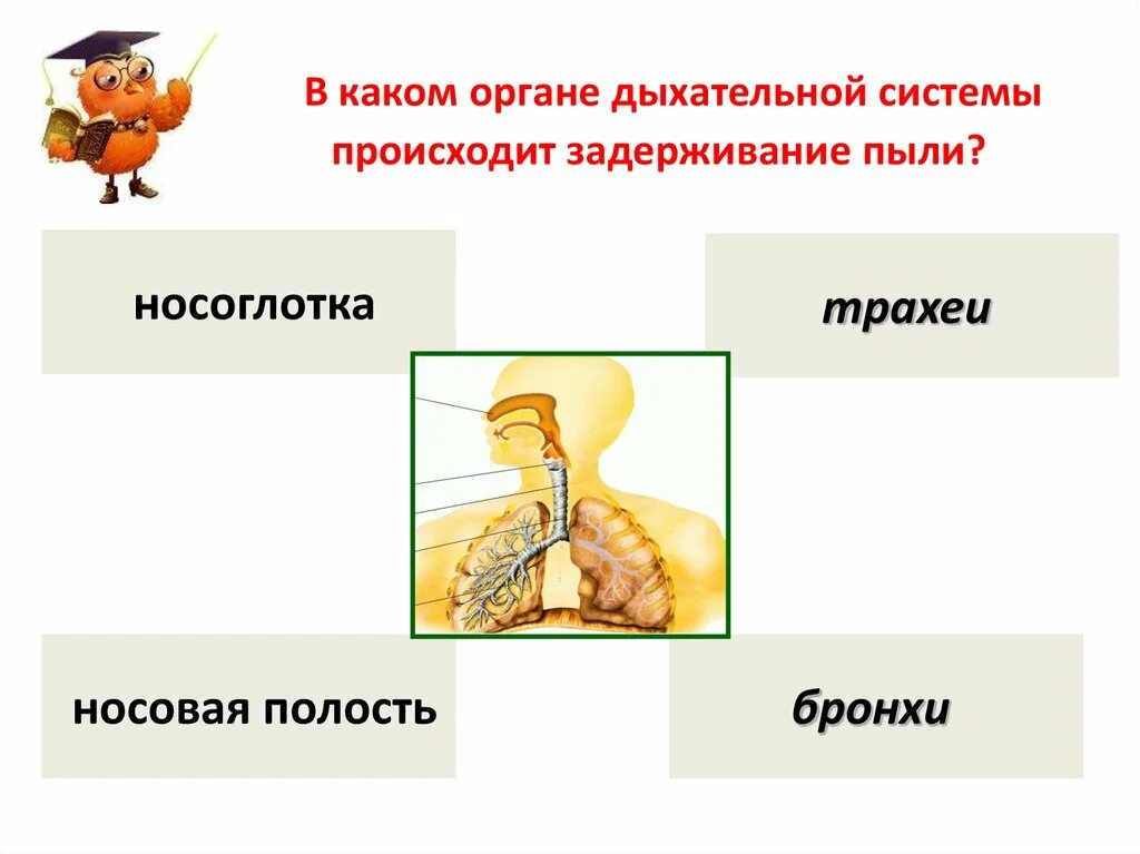 Карточка органы дыхания. Организм человека презентация. Органы дыхания тест. Карточка строение органов дыхания.