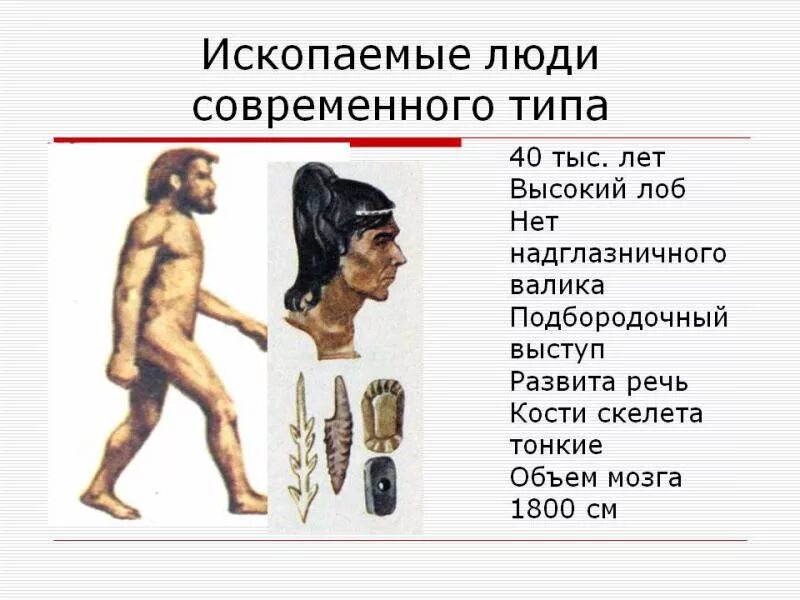 Люди современного типа признаки. Человек современного типа. Ископаемые люди современного типа. Ископаемые предки человека. Древнейшие древние и ископаемые люди современного типа.