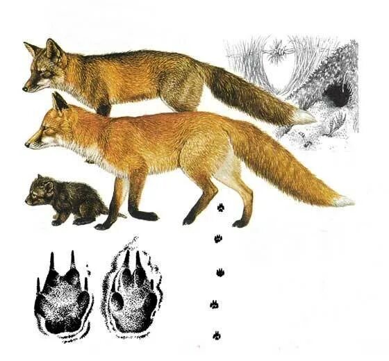 Обыкновенная лисица самый крупный представитель рода лисиц антонимы. Доклад о лисе. Секуранская лисица. Приспособление лисы. Известно что обыкновенная лисица позвоночное млекопитающее.