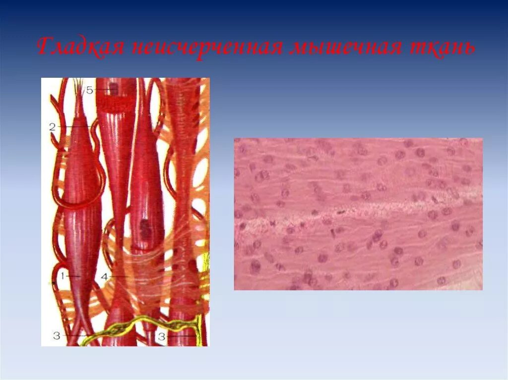 Гладкая мышечная ткань в дерме. Гладкая мышечная ткань не исчерчкнная. Миоциты гладкой мышечной ткани. Строение неисчерченной гладкой мышечной ткани. Мезенхимные (гладкая мышечная ткань).