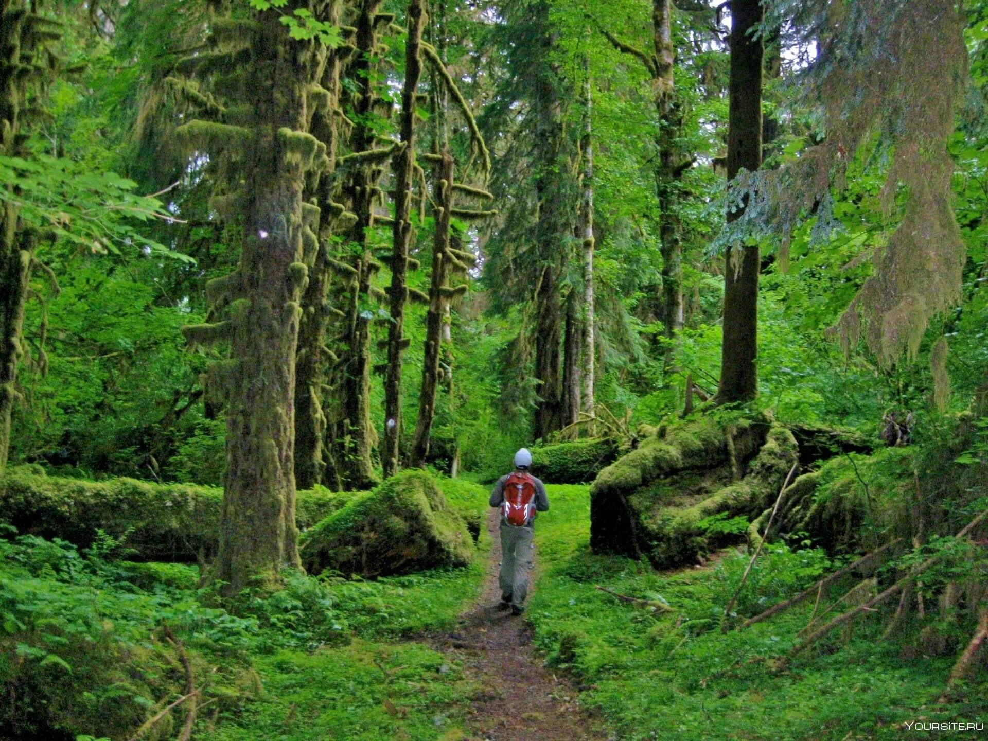 В лесах парка можно встретить. Национальный парк Олимпик штат Вашингтон США. Парк Олимпик Вашингтон. Лес Хох в Сиэтле. Олимпик штат Вашингтон Тисовая роща.