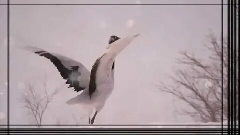 Слушать песню журавлиный крик