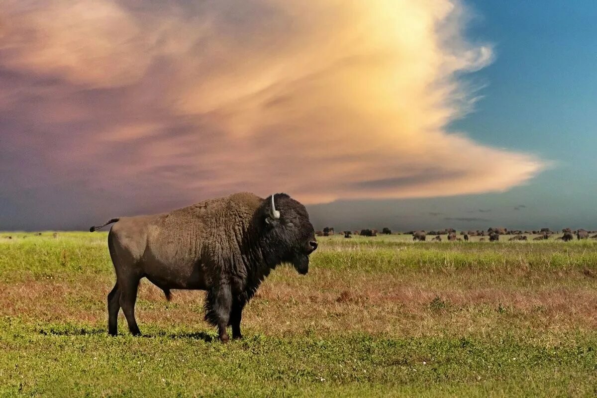 Бизоны в Северной Америке. Степной Бизон. Животные Северной Америки Бизон. Бизон (Bison Bison).