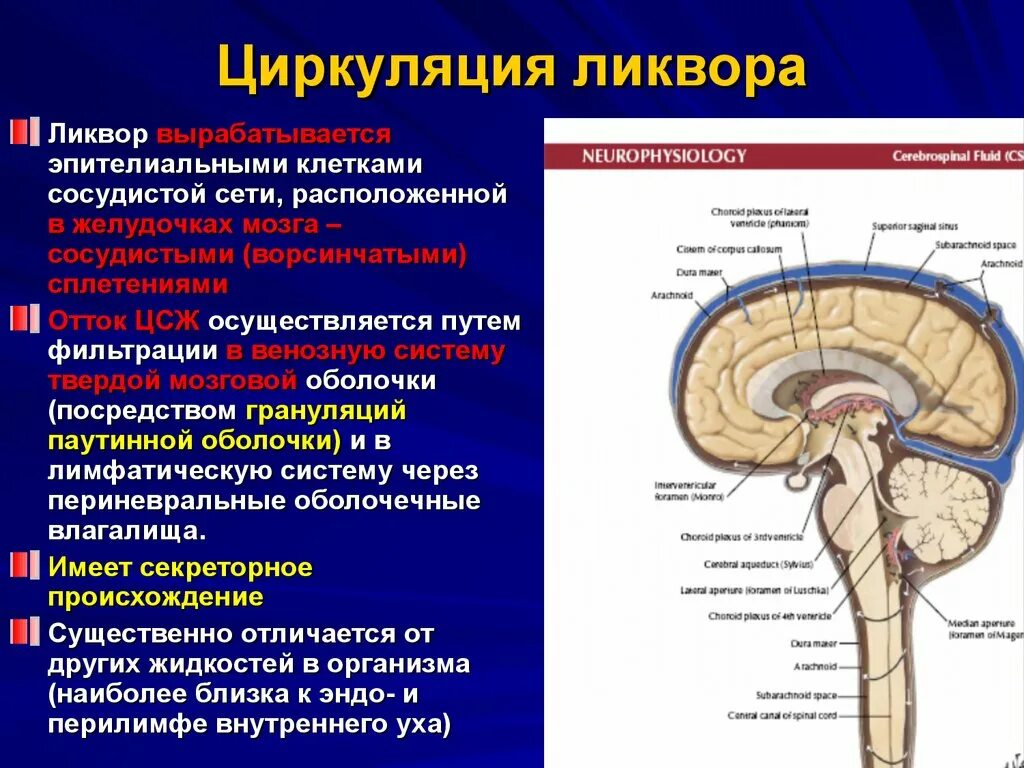 Расширенные ликворные пространства. Схема оттока спинномозговой жидкости. Циркуляция ликвора в головном мозге. Циркуляция спинномозговой жидкости. Схема образования спинномозговой жидкости.