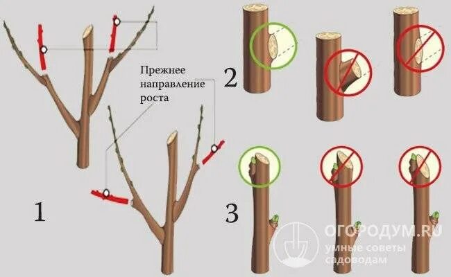 Как правильно обрезать волчки. Обрезка яблони волчки. Волчковые ветки у яблони что это. Волчковые побеги на яблоне. Ветки волчки на яблоне что это.