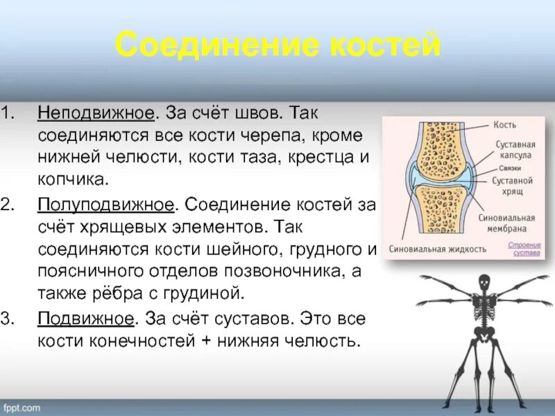 Основные соединения костей. Подвижные полуподвижные и неподвижные кости. Соединение костей. Подвижные соединения костей. Суставы подвижные неподвижные и полуподвижные.