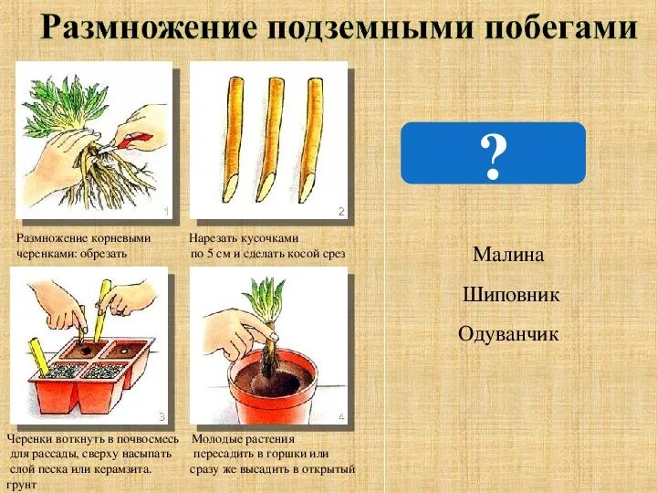 Размножение корневыми побегами. Вегетативное размножение шиповника. Размножение шиповника. Размножение шиповника корневыми черенками. Вегетативное размножение растений черенками.