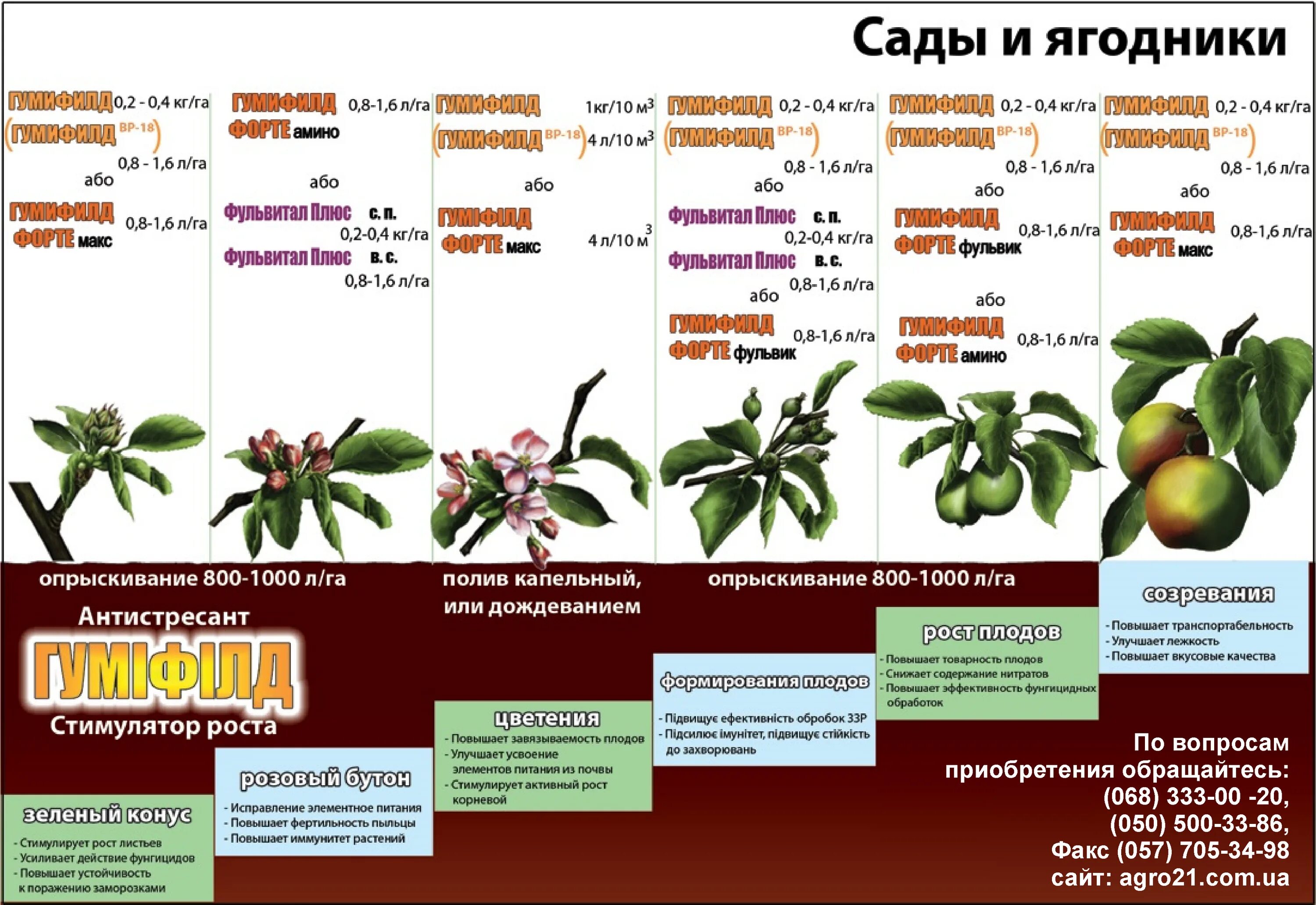 Фаза розовый бутон. Фаза розовый бутон у яблони. Обработка сада в фазе розового бутона. Опрыскивание фаза розовый бутон.