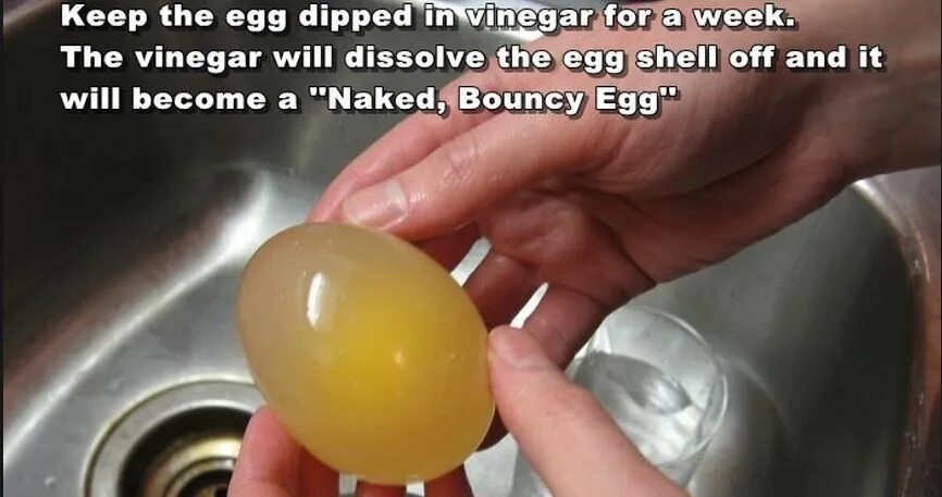 Яйцо в уксусе. Яйцо и уксус от грибка ногтей. Яйцо в уксусе эксперимент. Рецепт яйцо уксус масло