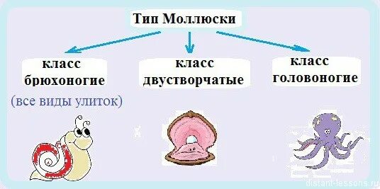 Цикл развития брюхоногих моллюсков. Тесты ракообразные 7 класс