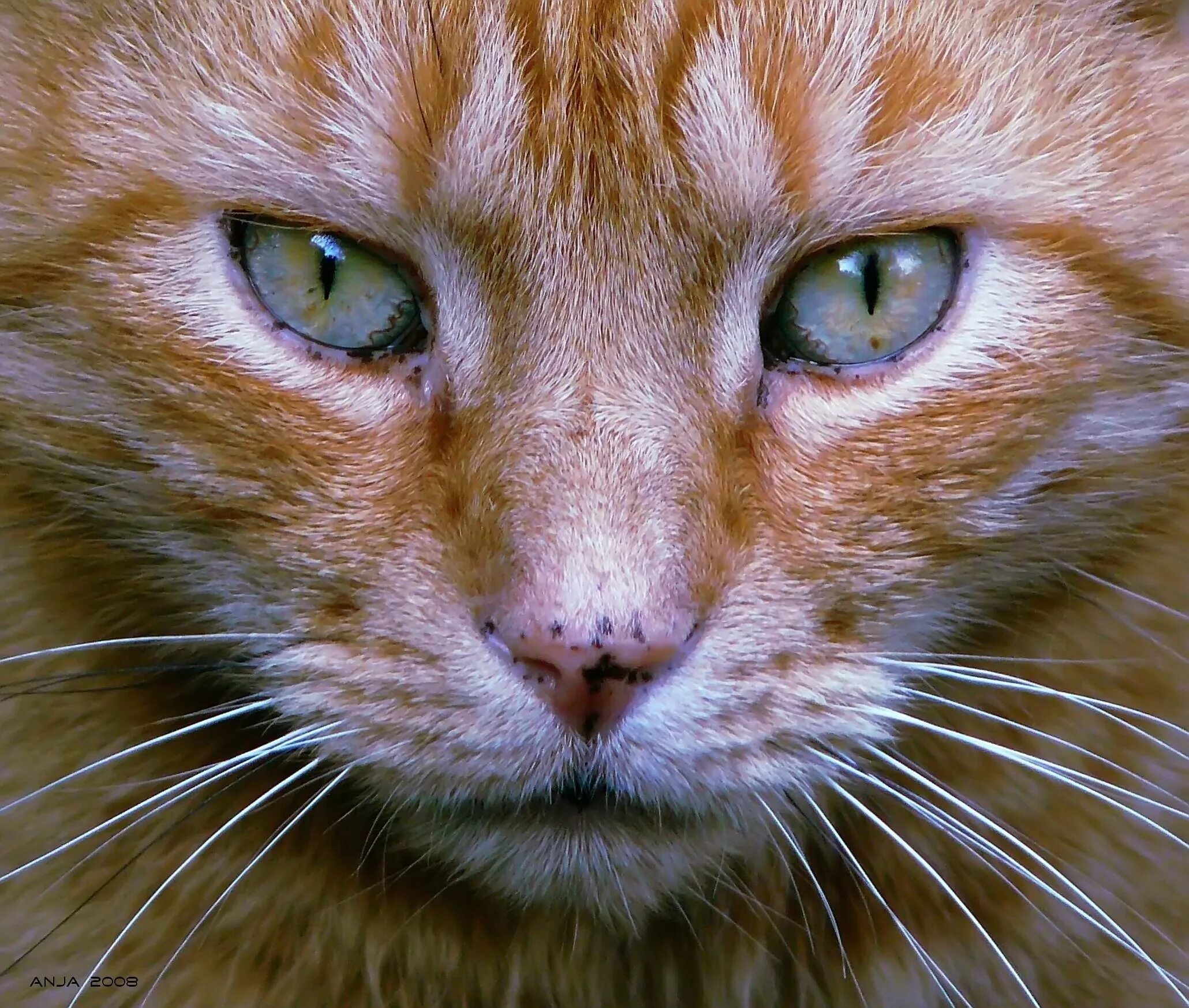Лицо котенка. Лицо кота. кошачье лицо. фото лица кошки.