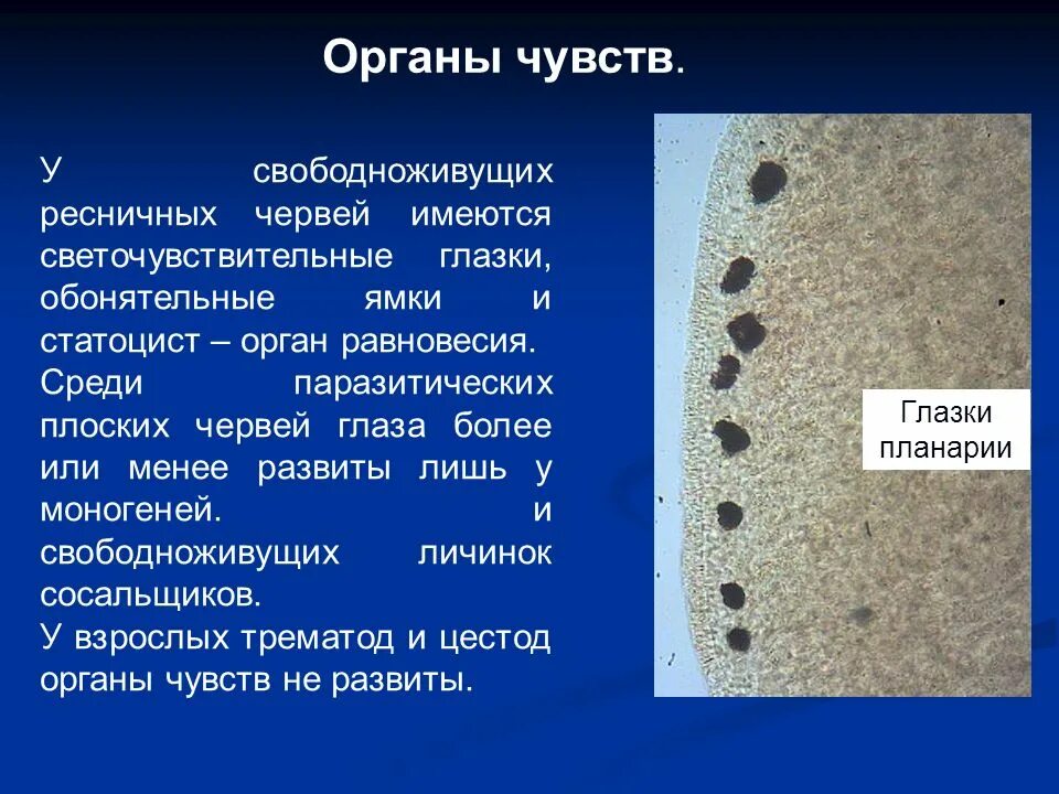 Органах чувств паразитических червей. Органы чувств свободноживущих плоских червей. Органы чувств класс Ресничные черви. Организм чувств свободноживущих плоских червей. Органы чувств у ресничных червей 7 класс.