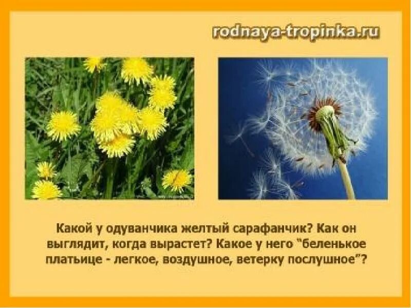 О и высоцкой одуванчик. Одуванчик желтый сарафанчик. Стихотворение про одуванчик. Желтый одуванчик стихи для детей. Одуванчик стих детский.